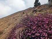 Salita al MONTE COLOMBINA (1459 m.) da Bossico il 3 aprile 2013 - FOTOGALLERY